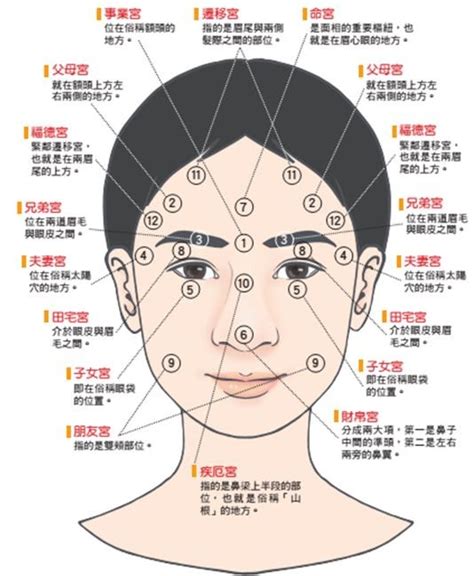 面相學分析|面相學入門：掌握面相學分析的基本原理